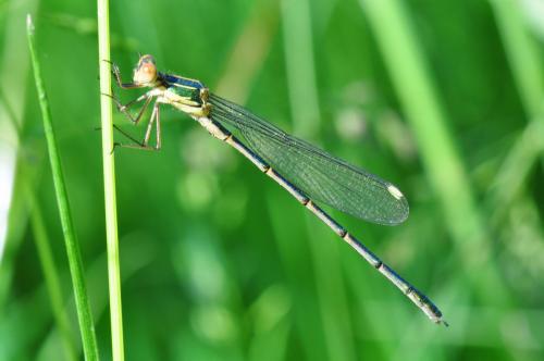 Chalcolestes viridis